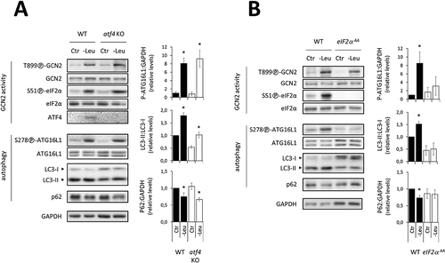 Figure 4. In response to short-term leucine deficiency, eIF2α phosphorylation is an essential event, whereas ATF4 is not required to upregulate autophagy. Immunoblot analyses of total protein extracts of WT and atf4 KO MEFs (A) and eIF2α S51A/S51A (eIF2α AA) MEFs (B) either incubated in the Ctr or -Leu medium for 1 h. In each case, representative immunoblots and relative quantifications of LC3-II to LC3-I and P-[S278]-ATG16L1 and p62 to GAPDH are shown (four independent experiments). Bar values are mean ± SEM (*, p < 0.05 relative to Ctr of the same cell type, Student’s t-test).