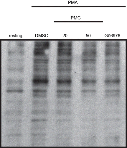 Figure 6.  Effects of PMC on PMA-induced phospho-(Ser/Thr) substrate phosphorylation in vascular smooth muscle cells. VSMCs (2 × 105 cells/dish) were treated with an isovolumetric solvent control (0.1% DMSO), PMC (20 and 50 μM), and the PKC-α inhibitor, Gö6976 (3 nM), followed by the addition of PMA (1 μM) as described in Materials and methods. The profile is a representative example of three similar experiments.