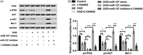 Figure 6. Phosphatidylinositol 3′-kinase (PI3K)/protein kinase B (AKT) Signalling pathways involved in the protective effects of miR-127 suppression in OGD-treated P12 cells. The miR-127 mimic and inhibitor were used to investigate the mechanism by which suppression of miR-127 protects against oxygen and glucose deprivation (OGD)-induced injury in PC-12 cells; (A) Western blot analysis of the components of the PI3K/AKT pathway and Mcl-1 expression under OGD, miR-127 mimic, miR-127 inhibitor and PI3K inhibitor, LY294002. (B) Western blot quantitative analysis. Data represent the mean ± standard deviation (SD) (n = 3) of three independent experiments. *p < .05.