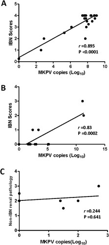 Figure 4. Abundance of MKPV in kidney of immunodeficient mouse strains was significantly correlated with severity of IBN. (A) B6.Il2rRag2W, (B) NSG and (C) UTXflox. Abundance of renal MKPV in mice was significantly correlated with severity of IBN in immunocompromised mice (A) and (B), but not with non-IBN renal pathology in immunocompetent mice (C). Pearson correlation was performed with a two-tailed test.