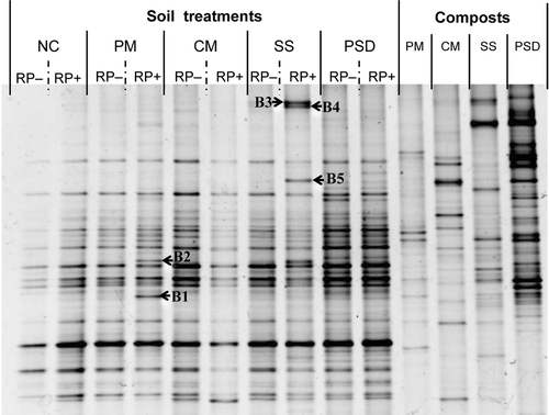 Figure 3. Bacterial 16S rDNA denaturing gradient gel electrophoresis profiles of the soil treatments on day 3 of soil incubation and four compost types used as soil amendments. Soil treatments consisted of four compost-amendment treatments and a no-compost control (NC) with rock phosphate addition (RP+) or without (RP−). Compost-amended treatments: PM, poultry manure; CM, cattle manure; SS, sewage sludge; PSD, phosphorus-adjusted sawdust. Arrows show specific bands that appeared in RP+ treatment with compost-amendment treatments. Bands B1 and B2 were closely related to the Paenibacillus spp. (AB576894.1) (100%) and Paenibacillus alginolyticus (HQ236042.1) (96.2%), respectively. Bands B3 and B4 were most closely related to the uncultured bacterium (HM035995.1) (93.4-94.2%). Band B5 was also most closely related to the uncultured bacterium (EF174283.1) (95.5%).