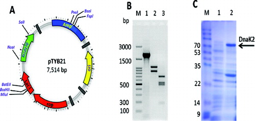 Figure 2. Expression of the Sll0170 gene in E. coli. (A) Construction of the plasmid pTYB21/Sll0170. (B) PCR amplification of the Sll0170 gene from Synechocystis PCC 6803 (lane 1) and restriction map of the Sll0170 gene using XbaI (lane 2) and SmaI (lane 3), while lane M is 100 bp DNA ladder (Promega). (C) SDS-PAGE analysis of the recombinant DnaK2 expressed in E.coli cells. Lane 1, pTYB21-only transformed E. coli; lane 2, pTYB21/Sll0170-transformed E. coli; lane M, Page Ruler Prestained Protein Ladder (Life Technologies).
