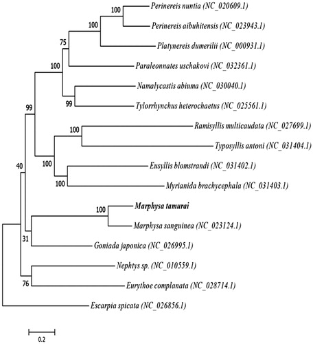 Figure 1. Maximum-Likelihood (ML) phylogenetic tree of M. tamurai with other 14 polychaeta species, GenBank accession numbers are listed parenthetically. This tree was determined by RAxML8.1.5. Numbers associated with branches are ML bootstrap support values based on 1000 replicates. Escarpia spicata is set as outgroup. The scale bar represent 0.2, which is an indicator of genetic distance based on branch length.
