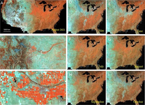 Figure 2. 10 m Analysis Ready Data (ARD) based on Sentinel-2 satellites shows spatial and temporal coherency for large-area land cover mapping. A. Surface reflectance mosaic over the Conterminous United States in August 2021. B and C. Zoom-in examples showing the spatial details of ARD at the crop field level. White squares on A and B indicate the spatial extents of B and C, respectively. D-I. Time series of ARD depicting the temporal variations of vegetation phenology throughout the year. Straight white lines overlaid on the panels represent the boundaries of ARD tiles.
