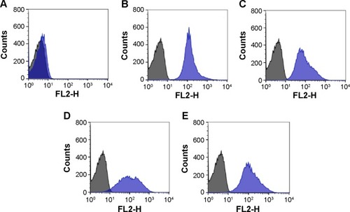 Figure 4 Typical flow cytometric histogram profiles of RBCs when incubated with QDs conjugated to monoclonal antibodies (blue).Notes: (A) O RBCs incubated with QDs-anti-A or QDs-anti-B. (B) A1 RBCs incubated with QDs-anti-A. (C) B RBCs incubated with QDs-anti-B. (D and E) A1B RBCs incubated with QDs-anti-A and QDs-anti-B, respectively. Control cells are represented in black. The X-axis represents the detection by FL2 filters (585 nm/21 nm) of the flow cytometer and the Y-axis represents cell counts.Abbreviations: QDs, quantum dots; RBCs, red blood cells.