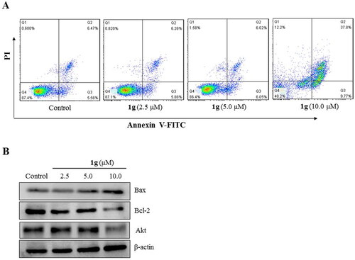 Figure 4. Compound 1g induced cell death in human nasopharyngeal carcinoma CNE-2Z cells. (a) Flow cytometric analysis of cell death after treatment with various concentrations (2.5, 5.0, and 10.0 μM) of 1g using annexin V-FITC/PI dual staining. (b) Western blotting analysis of Bax, Bcl-2, and Akt protein levels.