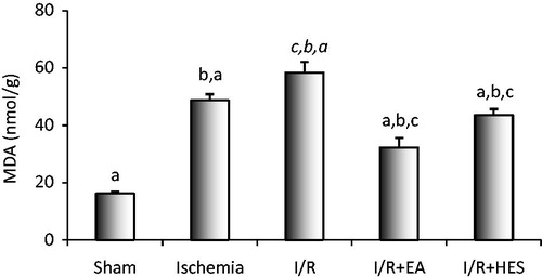 Figure 1. The effects of ischemia, I/R and the treatment with EA and hesperidin (HES) on the MDA levels ((a) p < 0.01; (b) p < 0.05 and (c) p < 0.05). The comparison between the sham group with other groups are denoted by “a”. The comparison between the ischemia group with IR, EA and HES groups is denoted by “b”. The comparison between the IR group with EA, and HES groups is denoted by “c”.