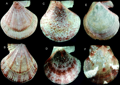 Figure 15.  Palliolum spp., adult specimens. (A,B) P. tigerinum, Ø 18.9 mm, off southeastern Iceland, 63° 54’ N, 15° 11.5’ W, 134 m (IMNH 8670, SMNH 55496). (C,D) P. incomparabile, Ø 14.6 and 13.4 mm, Sweden, Bohuslän, Koster area (SMNH 55497). (E,F) P. striatum, Ø 12.3 mm, BIOICE#2388, off southwestern Iceland, depth 171 m (SMNH 55508).