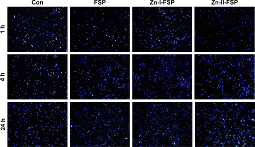 Figure S1 Nuclear staining of each group at 1, 4, and 24 h.Abbreviations: Con, control group; FSP, friction stir processing; Zn, zinc.