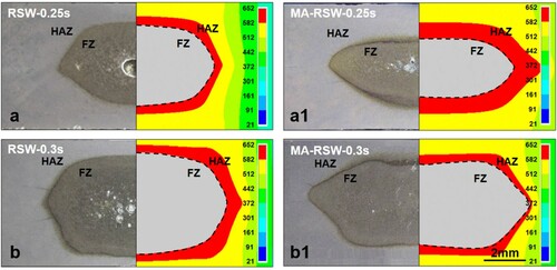 Figure 9. Comparison between simulated and experimental results of nugget morphology. (a) RSW-0.25 s, (b) RSW-0.3 s, (a1) MA-RSW-0.25 s and (b1) MA-RSW-0.3 s.