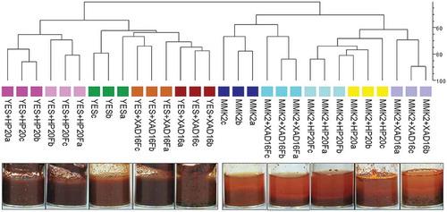 Figure 3. UPGMA dendrogram showing overall similarities between SMs produced by fungal strain (CF-210988) when grown on 10 different fermentation conditions per triplicate, comparing the different fermentation triplicates (a, b, c), the different resins (HP-20 or XAD-16) and two base media autoclaved in the presence of the resins or just pre-treated before inoculating the fungal strain (Fa, Fb, Fc). Similarities were determined by Dice’s coefficient values.
