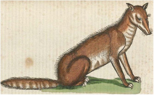 Figure 1. Konrad Gesner’s fox https://www.nlm.nih.gov/exhibition/historicalanatomies/gesner_home.html p. 1081.