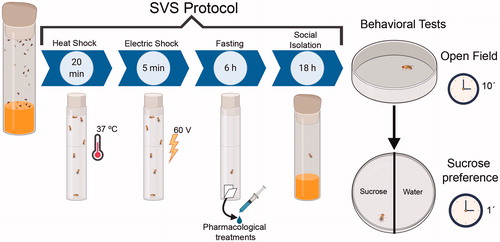 Figure 1. Schematic representation of the short-term SVS protocol. Fruit flies are exposed sequentially and randomly to four stressful stimuli, heat shock, electric shock, fasting, and social isolation. Then, flies were tested in the OF and sucrose preference. In the experiments where flies receive pharmacological treatment, vehicle or drug was administered during the fasting period. See full description in “Methods” section. Figure was created with BioRender.com.