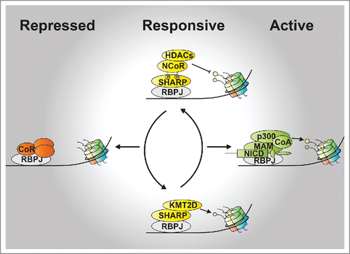 Figure 1. Model for the regulation of Notch target genes. Activation of the Notch pathway via binding of ligands to Notch receptor, leads to the release of the NICD which interacts with the transcription factor RBPJ. The RBPJ/NICD complex activates gene expression via recruiting MAM, the histone acetyltransferase (HAT) p300 and additional coactivators (CoA; active state, right). Upon termination of the signal, SHARP is recruited to RBPJ-bound enhancer sites where it keeps genes in a responsive state (responsive state, middle) via interaction with KMT2D or with phospho-NCoR. Furthermore, repression of Notch target genes can be enforced via interaction of RBPJ with corepressors (CoR; repressed state, left).