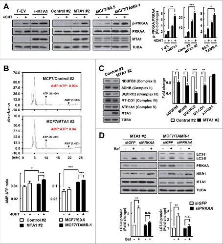 Figure 5. MTA1 enhances autophagy through activation of the AMPK pathway. (A) MCF7 cells transfected with a plasmid encoding FLAG-MTA, the MTA1-overexpressing MCF7 cells, the MCF7/TMAR-1 cells, and their control cells were treated with 5 μM 4OHT for 24 h. Expression levels of protein was analyzed by western blotting. The p-PRKAA level was quantified from band intensity using imageJ and expressed as relative to the level in the parent cells without treatment. The values were normalized by the intensities of the corresponding PRKAA band. Data are presented as the mean±SEM (n = 3). *, P< 0.05, **, P< 0.01, and ***, P< 0.001 (right). (B) Quantification of the AMP:ATP ratio by HPLC analysis. The MTA1-overexpressing MCF7 cells, the MCF7/TMAR-1 cells, and their control cells were treated with 5 μM 4OHT for 24 h. Representative HPLC images are shown (top). Data obtained from the HPLC analysis are presented as the mean±SEM (n = 3). *, P< 0.05 and ***, P< 0.001 (bottom). (C) Whole cell lysates were obtained from the MTA1-overexpressing MCF7 cells. A mixture of anti-OXPHOS antibodies was used to detect levels of OXPHOS proteins by western blotting. The protein level was quantified from band intensity using imageJ and expressed as relative to the level in the control cells. Values were normalized by the intensities of the corresponding TUBA band. Data are presented as the mean±SEM (n = 3). *, P< 0.05, **, P< 0.01 and ***, P< 0.001 (right). (D) The MTA1-overexpressing MCF7 cells or the MCF7/TMAR-1 cells were transfected with siPRKAA for 48 h. At the end of incubation, 20 nM bafilomycin A1 (Baf) was added at 1 h prior to examination of autophagy flux. The expression of LC3 and NBR1 was determined by western blotting. The LC3-II level was quantified from band intensity using imageJ and expressed as relative to the level in the parent cells without treatment. Values were normalized by the intensities of the corresponding TUBA band. Data are presented as the mean±SEM (n = 3). **, P< 0.01 (bottom). Quantification of NBR1 is shown in Fig. S2B.