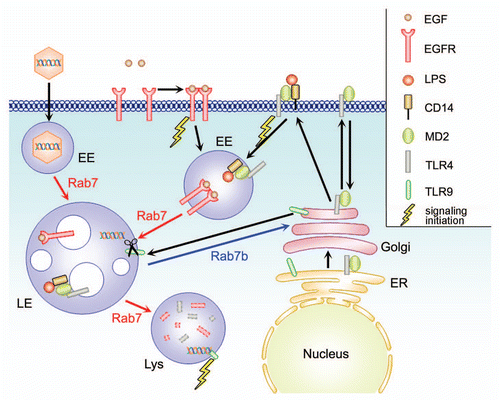Figure 1 Simplified overview of Rab 7, Rab7b function and receptor trafficking. Rab7b is localized to late endosomes (LE) and lysosomes (Lys), and to TGN/Golgi, directing the transport between these compartments. EGF binds its receptor EGFR on the plasma membrane, this leads to dimerization which initiate a signaling cascade, and internalization of the complex to early endosomes where it is still able to signal. EGFR is then taken into the the lumen of MVBs of late endosomes and lysosomes for degradation. Rab7, (but not Rab7b) regulates these steps of transport from early endosomes to late endosomes and lysosomes. TLR4 associated with MD2 at the endoplasmic reticulum (ER), and it is transported through the Golgi to the plasma membrane. When it is activated by the LPS/CD14, it starts the signaling and it is internalized in early endosomes and degraded in late endosomes and lysosomes. TLR9 is normally resident in the ER. After cell activation, it is transported to the endolysosomal compartment, passing through the Golgi. In these compartments, the receptor is proteolytically cleaved, allowing the activation of the signaling cascade after binding the endocytosed ligand (CpG DNA).