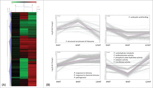 Figure 3. Classification of drought induced differentially expressed genes (DEGs) 1337 DEGs were obtained by comparing transcripts identified from P. indica-/Drought+ and P. indica-/Drought-. (I in Fig. 2A) (A) Average linkage clustering of drought-regulated DEGs by HCL (hierarchical clustering), where log2 (fold change) less than 1.6 were not shown. (B) Expression pattern of drought regulated DEGs by K-means clustering, where each line represents a single gene and the pink line indicates the general trend within a cluster. Significant GO terms (Chi-square test with p<0.01 and FDR<0.05) were presented for each DEGs cluster, with P and F indicating biological processes and molecular functions, respectively.