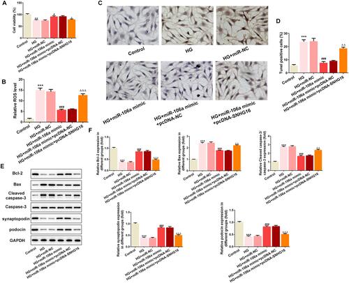 Figure 6 SNHG16 overexpression blunts the effects of miR-106a mimic on HG-induced MPC5 podocytes. (A) The cell viability of MPC5 in different groups (n=3). **P<0.01 vs control group. #P<0.05 vs HG + miR-NC. ΔP<0.05 vs HG + miR-106 mimic + pcDNA-NC. (B) The ROS level in MPC5 relative to control group (n=3). ***P<0.001 vs control group. ###P<0.001 vs HG + miR-NC. ΔΔΔP<0.001 vs HG + miR-106 mimic + pcDNA-NC. (C and D) Representative images (C) and quantitative analysis (D) for TUNEL staining, apoptotic cells were stained with dark brown (×200). ***P<0.001 vs control group. ###P<0.001 vs HG + miR-NC. ΔΔP<0.01 vs HG + miR-106 mimic + pcDNA-NC. (E and F) Representative blots and quantitative analysis for Bcl-2, Bax, caspase 3, synaptopodin and podocin (n=3). ***P<0.001 vs control group. ###P<0.001 vs HG + miR-NC. ΔΔP<0.01, ΔΔΔP<0.001 vs HG + miR-106 mimic + pcDNA-NC.