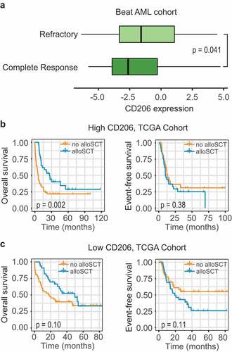 Figure 6. Association between CD206 expression and treatment response. (a) Boxplot showing CD206 expression in samples from patients achieving a complete response (n = 203) and patients showing a refractory disease (n = 116) in the Beat AML cohort. The p-value from Wilcoxon test is shown. (b and c) Kaplan–Meier curves of OS and EFS for patients with high (b) or low (c) CD206 expression as stratified by treatment options (alloSCT versus no alloSCT) in the TCGA cohort. alloSCT, allogeneic stem cell transplantation
