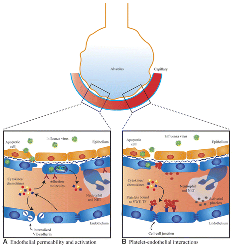 Figure 1. Mechanisms of endothelial dysfunction in influenza virus infection. (A) Endothelial permeability and activation. Elevated levels of pro-inflammatory cytokines/chemokines can directly induce endothelial leak through disruption of cell–cell junctions and may also cause endothelial cells to express elevated levels of adhesion molecules that promote leukocyte recruitment. Neutrophils release neutrophil extracellular traps (NETs), which can damage endothelial cells. There is in vitro evidence that influenza can directly infect lung endothelial cells and cause activation of NFκB, endothelial apoptosis, and loss of junctional proteins. In vivo, only avian H5N1 influenza has been shown to directly infect endothelial cells. (B) Platelet–endothelial interactions. Circulating cytokines/chemokines cause increased expression of platelet-binding receptors. Influenza virus can directly infect lung endothelium and induce endothelial apoptosis exposing the extracellular matrix, which has a high affinity for platelets. Influenza may directly induce platelet activation and activated platelets bind to endothelium. Activated platelets may interact with neutrophils triggering the production of NETs.