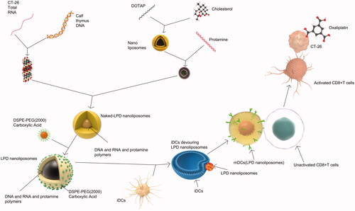 Figure 8. The preparation procedure and antitumor mechanism of LPD nanoliposomes. Nanoliposomes composed of DOTAP and cholesterol mixed with protamine and RNA and calf thymus DNA to form naked LPD nanoliposomes. After that, naked LPD was inserted with DSPE-PEG (2000) carboxylic acid to form LPD nanoliposomes. Immature DCs (iDCs) tends to swallow LPD nanoliposomes and become mature DCs (mDCs). These mDCs could activate CD8+ T cells and these activated CD8+ T cells are anticipated to specifically recognize and kill CT-26 tumor cells, combined with oxaliplatin.