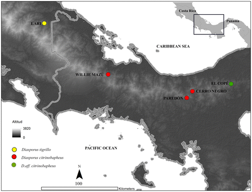 Figure 1. Map showing the distribution of Diasporus tigrillo, D. citrinobapheus and D. aff. citrinobapheus in Costa Rica and Panama, as referred by Hertz et al. [Citation10].