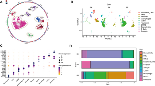 Figure 1 Single cell transcriptome analysis of mice skeletal muscle after acute injury. (A) UMAP embedding of scRNA-seq data colored by meta-clusters to simplify visualization. (B) UMAP embedding of scRNA-seq data colored by meta-clusters and split by time point to visualization. (C) Dot plots grouped by meta-clusters demonstrate cell-type marker gene expression, which was used to classify metaclusters. Identification of cell types from SNN clusters based on cluster-average expression of canonical genes. Dot size represents the percentage of cells with a non-zero expression level and color-scale represents the average expression level across all cells within cluster. (D) Relative proportion of cell types at each time point.