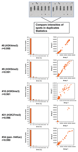 Figure 2 Internal reproducibility of the peptide binding. Spot intensities were quantified on the two internal repeats of the array and compared. One image obtained with H3K4me3 is chosen for illustration. Examples of the results are given for several antibodies. The box plots show the number of pairs of spots within certain error margins obtained after normalization to the maximum binding. The scatter plots show a comparison of the intensity of each peptide in both arrays. The r value refers to the Pearson correlation coefficient of both intensities.