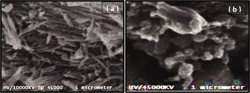 Figure 5. SEM micrographs of bulk GP (a), and selected formula of GPN particles (b).