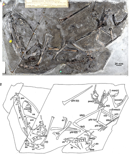 SANGSTER, pterosaur Dimorphodon macronyxPlate 3