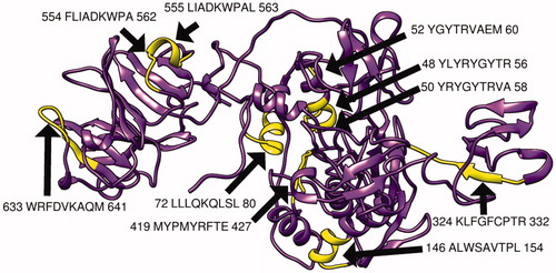Figure 6. Present 3D structure of metalloproteinase-9 protein visualizing the top 10 T-cell peptides binding to MHC class I using chimera (version 1.14), yellow color indicate the chosen peptides while the purple color indicates the rest of the molecules.