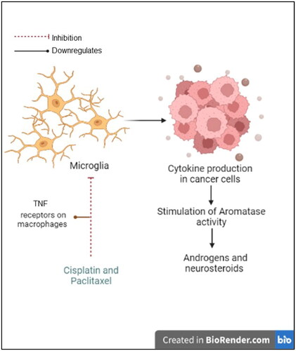 Figure 10. The hypothesized effect of the combined treatment on microglial activation. Diagram created with BioRender.com.