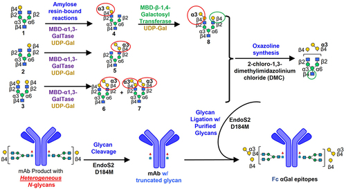 Figure 1. Overall synthetic scheme for a monoclonal antibody comprising various α1,3-galactosylated glycans in the Fc region. MBD-α1–3-GalTase: Maltose-binding domain-conjugated α1–3-galactosyltransferase; UDP-Gal: uridine diphosphate galactose.
