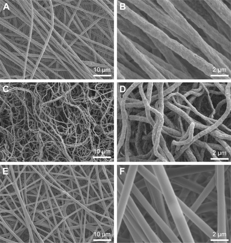 Figure 3 SEM characterization of different nanofibers.Notes: (A and B) The BSA-containing ACP-PLA composite nanofibers. (C and D) ACP-PLA composite nanofibers. (E and F) Pure PLA nanofibers.Abbreviations: SEM, scanning electron microscopy; BSA, bovine serum albumin; ACP, amorphous calcium phosphate; PLA, poly(d,l-lactic acid).