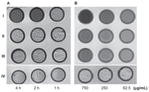 Figure 5 The T2W images (TR/TE = 2500/62.5 ms NEX 2.0 FOV 192 × 160, slice thickness 5 mm) of tubes containing 3 mL solution of 2% agar mixed with 2.5 × 106 HepG2 cells incubated with antiGPC3-USPIO, antiAFP-USPIO and USPIO nanoparticles respectively. (A) the HepG2 cells incubated with iron content of 750 μg/mL in antiGPC3- USPIO (I), antiAFP-USPIO (II) and USPIO nanoparticles (III) for 1 h, 2 h and 4 h at 37°C in 5% CO2; the HL-7702 hepatocyte cells incubated with antiGPC3-USPIO in concentration of 750 μg Fe/mL were displayed as control (IV). (B) the HepG2 cells incubated with varied iron content (left to right: 750 μg/mL, 250 μg/mL, and 62.5 μg/mL) of antiGPC3-USPIO (I), antiAFP-USPIO (II) and USPIO nanoparticles (III) for 4 h at 37°C in 5% CO2. As control the HL-7702 hepatocyte cells incubated with antiGPC3-USPIO in corresponding iron content were also revealed (IV).Abbreviations: USPIO, ultrasuperparamagnetic iron oxide nanoparticle; antiGPC3 USPIO: the probe was formed using antiglypican-3 monoclonal antibodies coupled with USPIO nanoparticles; antiAFP-USPIO: the probe was formed using antiAFP antibodies coupled with USPIO nanoparticles.
