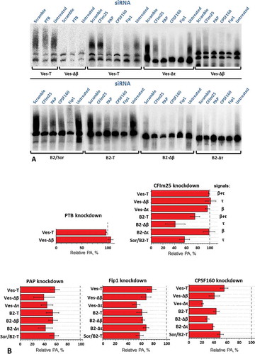 Figure 9. Evaluation of the participation of PAP, CPSF-160, Fip1, PTB and CFIm25 proteins in PA of transcripts SINE B2 and Ves using knockdown. (A) Northern-blot analysis of RNA from cells treated or untreated with siRNA and transfected by various constructs of SINEs B2 and Ves. (B) Diagrams demonstrating the influence of the knockdown on PA of transcripts of B2 and Ves constructs (according to Northern hybridization data). Constructs B2-T and Ves-T contain both of the signals (β and τ), constructs B2-Δτ and Ves-Δτ have only β signals and constructs Sor/B2 and Ves-Δβ carry only τ signals