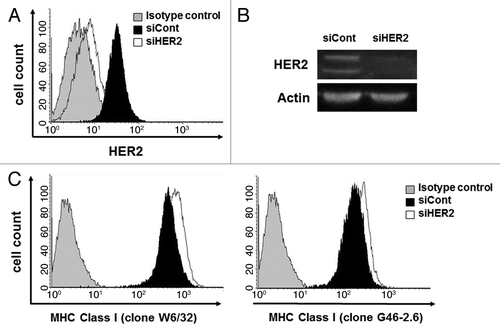 Figure 3. HER2 downregulation by siRNA upregulates MHC class I expression on breast cancer cells. MDA-MB-231 cells were transfected with a non-targeting siRNA (siCont) or with a siRNA for the downregulation of HER2 (siHER2). HER2 expression was downregulated in siHER2 transfectants, as assessed by flow cytometry (A) and immunoblotting (B). (C) MHC class I expression was increased in cells transfected with siHER2, as assessed by cytofluometry upon staining with two different antibodies specific for MHC class I molecules, clone W6/32 and clone G46–2.6. Representative results from n = 5 independent experiments are shown.