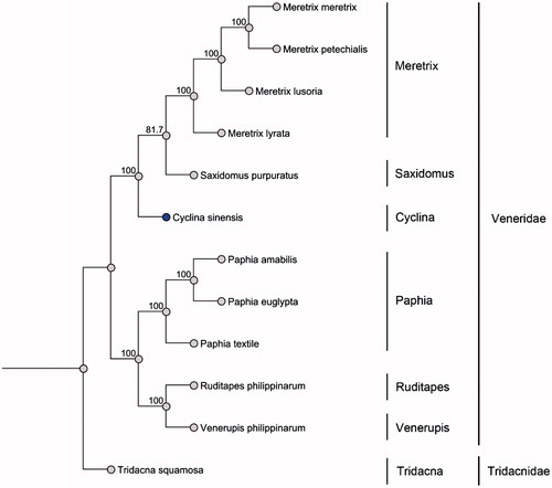 Figure 1. Twelve mitochondrial DNA from Genbank were used to build the maximum-likelihood phylogenetic tree based on sequences of translated mitochondrial proteins. One-thousand replicates of bootstrap were set. MUSCLE was used to align the sequences. Sequence data used in the study are the following: Meretrix lusoria, NC_014809; Meretrix lyrata, NC_022924; Meretrix meretrix, NC_013188; Meretrix petechialis, NC_012767; Paphia amabilis, NC_016889; Paphia euglypta, NC_014579; Paphia textile, NC_016890; Ruditapes philippinarum, KT001084; Saxidomus purpuratus, NC_026728; Tridacna squamosal, NC_026558; Venerupis philippinarum, NC_003354.