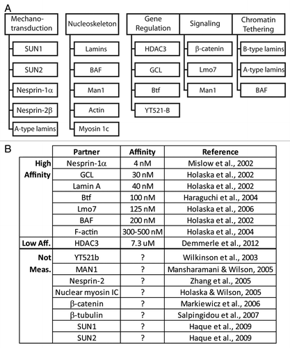 Figure 4. Direct binding partners of emerin. (A) Proteins that bind emerin directly in vitro, grouped based on their known or proposed functions in mechanotransduction, nucleoskeleton, gene regulation, signaling or chromatin tethering. (B) Direct partners and equilibrium binding affinity for human emerin in vitro, if known.