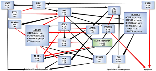 Figure 4 Phosphoproteomics of mTOR pathway-related proteins. The number of isoforms in each class of phosphoproteins back-regulated by DTMP (D) or LR-SCS (L) relative to the number of these affected by the pain model is included as a fraction. *Denotes a summary of p-MAPKs affected as previously published.Citation18 Black arrows indicate promotion, while red arrows indicate inhibition.