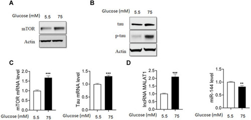 Figure 1 HG upregulated the levels of MALAT1, mTOR and p-tau in hippocampus cells. (A) The protein levels of mTOR were detected by Western blot in HG-treated hippocampus cells. (B) The protein levels of tau and p-tau were detected by Western blot in HG-treated hippocampus cells. (C) Real-time PCR analysis of mTOR and tau mRNA levels in HG-treated hippocampus cells. (D) Real-time PCR analysis of the levels of MALAT1 and miR-144 in HG-treated hippocampus cells. N = 3; ** p < 0.01 and *** p < 0.001.