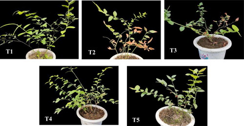 Figure 1. Effect of exogenous application of melatonin on the growth of blueberry seedlings at day 30 after mixed salt stress.Note: The figure shows the growth of blueberry at the 30th day of treatments. Control T1: nonstressed plants, watered with 1/10 modified Hoagland nutrient solution; Control T2: watered with saline (90 mmol·L−1 mixed salt + 1/10 modified Hoagland nutrient solution); T3, T4, and T5: watered with sprays of 100, 200, and 300 μmol·L−1 melatonin solution and saline (90 mmol·L−1 mixed salt + 1/10 modified Hoagland nutrient solution), respectively.