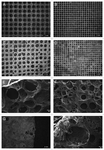 Figure 1. Optical microscope observation of aluminum grids 1000µm microchannels (A) and 500µm microchannels; optical and SEM observation of chitosan meshes 1000µm microchannels (C and E), 500µm microchannels (D and F), random porosity (G and H). Scale bar: optical microscope 2 mm, SEM 100 µm.