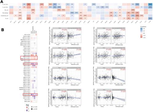 Figure 10 Relationship between SEPHS2 expression levels and tumor immune infiltration. (A) Association heatmap of immune cell infiltration based on EPIC algorithm showing the correlation between SEPHS2 expression and immune cells in 33 different cancer types (*P < 0.05, **P < 0.01, ***P < 0.001). (B) Correlation between SEPHS2 expression with the level of CAFs infiltration of 33 different tumor types.