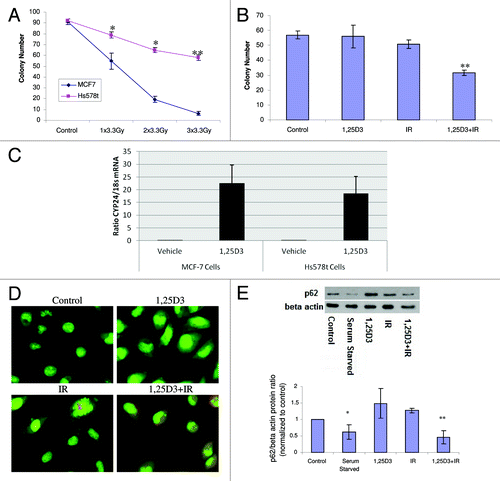 Figure 7. Influence of 1,25D3 on radiation sensitivity and autophagy in Hs578t breast tumor cells. (A) MCF-7 and Hs578t cell were treated with varying doses of radiation and colony formation was assessed. (B) Hs578t cells were exposed to 1,25D3 alone, radiation alone (5×2 Gy), or 1,25D3 prior to irradiation and colony formation was assessed. (C) MCF-7 and Hs578t cells were analyzed in the presence or absence of 1,25D3 for VDR functionality via analysis of inducible CYP24 (24-hydroxylase) gene expression. (D) Autophagy was monitored based on acridine orange staining 24 h post-irradiation. (E) Autophagic flux was based on the decline in p62 levels monitored by western blotting 24 h post-irradiation. Actin was utilized as a loading control. Serum starvation was used as a positive control for autophagic flux. Densitometry for the p62/β actin protein ratio was normalized to controls; *p < 0.05, **p < 0.0001 from control.