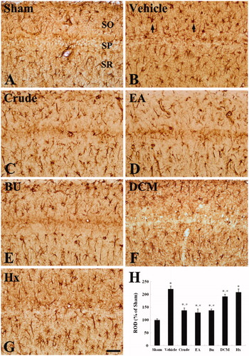 Figure 3. GFAP immunohistochemistry in the CA1 region of the sham- (A), vehicle- (B), crude-extract- (C), EA-fraction- (D), BU- fraction- (E), DCM- fraction- (F) and Hx fraction- (G) treated ischemia groups five days after ischemia--reperfusion. GFAP immunoreactivity (arrows) in the crude-extract-, EA- and BU-fraction-treated ischemia group is similar to that detected in the sham group. SO, stratum oriens; SP, stratum pyramidale; SR, stratum radiatum. Scale bar = 50 μm. H: Relative optical density as percent of GFAP-immunoreactive structures in each group (n = 7 per group; *p < 0.05, significantly different from the sham group, #p < 0.05, significantly different from the vehicle-treated ischemia group). The bars indicate the means ± SEM.