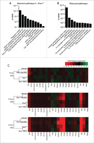Figure 2 Reconstitution of STAT1α in Ifnar1−/− MEFs preferentially rescues immune and inflammatory IFNγ responses. (A-B) Probes from figure 1.E-G listed as attenuated (A-B) or rescued (B) were analyzed using MetaCore's Genego. The 10 most significantly affected pathways are displayed. (A) Pathway enrichment analysis of attenuated genes. EMT = epithelial-to-mesenchymal transition. (B) Comparative pathway enrichment analysis of attenuated and rescued genes. (C) Heatmaps displaying fold change in expression following 1, 3 or 6 hrs IFNγ treatment of genes involved in antigen presentation via MHC class I for wild type, Ifnar1−/−, Ifnar1−/−MSCV and Ifnar1−/−HA-STAT1 MEFs. Heatmaps were generated using Java Treeview.