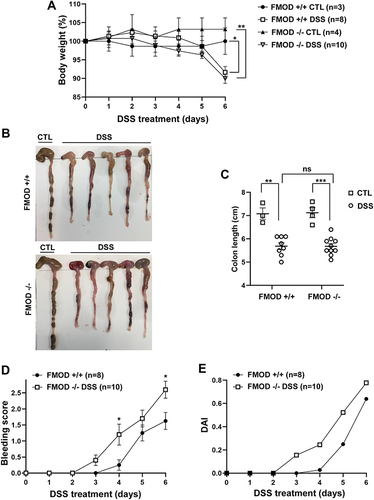 Figure 2 Ablation of FMOD facilitates DSS-related clinical signs of colitis. (A–C) FMOD+/+ (n=8) and transgenic FMOD-/- (n=10) mice were exposed to 3% DSS in drinking water for 7 days, and disease progression was monitored every day. Body weight was recorded daily (A), gross pictures of the colons were taken (B), and colon length was measured and plotted (C) on the day of sacrifice. (D) Rectal bleeding was recorded daily and scored according to the bleeding score criteria detailed in materials and methods after visually examining the anal area of treated animals. (E) DAI scores consisted of the sum of the average weight loss score, the average stool consistency score, and the average bleeding score divided by 3. Data are the mean ± SEM from two independent experiments. Statistical analysis was performed by unpaired, two-tailed t test with Welch’s correction for (D) and one-way ANOVA with Tukey’s multiple comparisons test for (A and C): *P < 0.05, **P < 0.001, ***P < 0.0001.