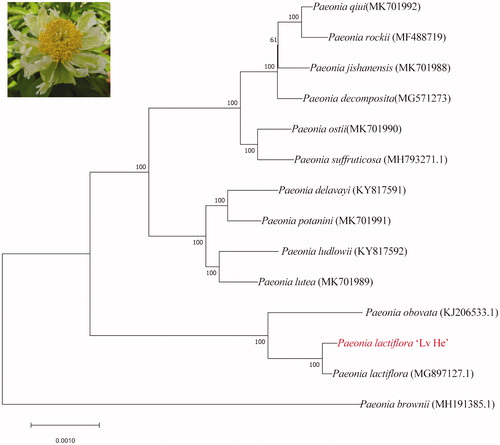 Figure 1. Phenotype and phylogenetic tree of Paeonia lactiflora ‘Lv He’. Maximum likelihood phylogenetic tree was constructed by clustering with the Paeoniaceae family including all the wild tree peony and three Paeonia lactiflora species. Numbers in the node are the bootstrap values from 1000 replicates.