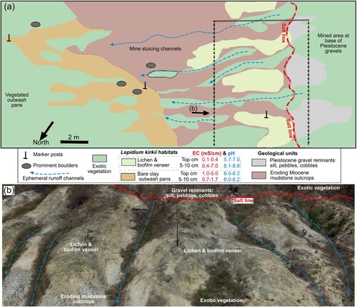 Figure 11. Variations of substrates that form a geoecological salt line at part of the Springvale saline site (Figure 1A), Central Otago, with details of habitats of rare endemic halophyte, Lepdium kirkii. A, Geoecological map of substrate distribution, with EC and pH measured on the surface veneer (proto-soil) and at 5–10 cm depth. B, Oblique drone view of the upper portion of the map (dashed box at right in a), showing the erosional relief in mudstone outcrops. Ridges and gullies were left by historic mining activity, and the gullies have become enhanced by subsequent erosion.